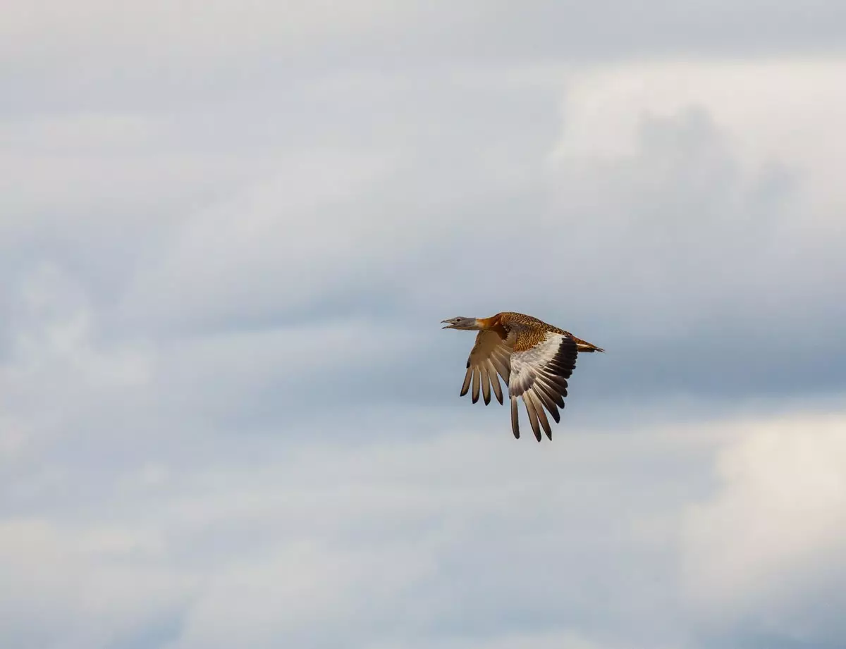 Observation des oiseaux à Villafila