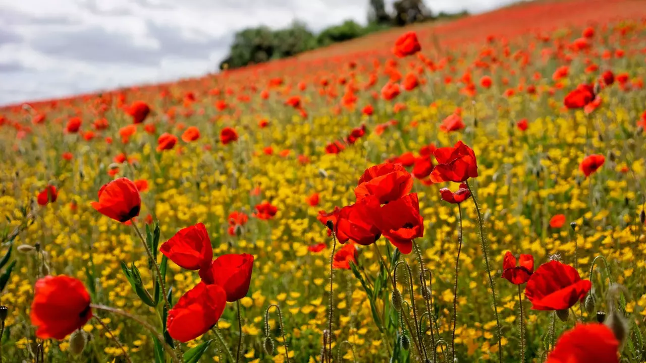 Den mest berømte og instagrammable valmuemark i Spanien er i Zamora