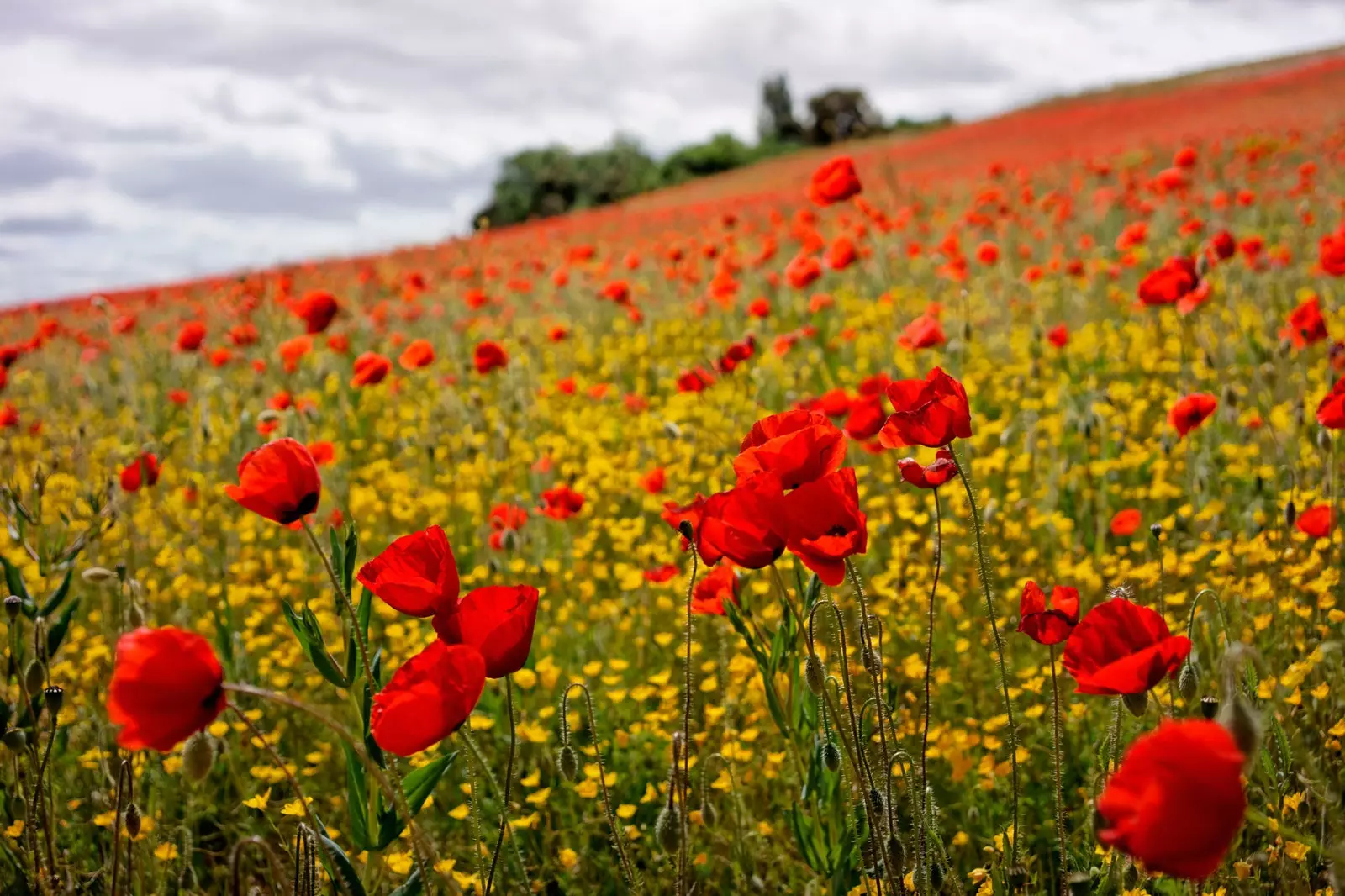 Champ de coquelicots