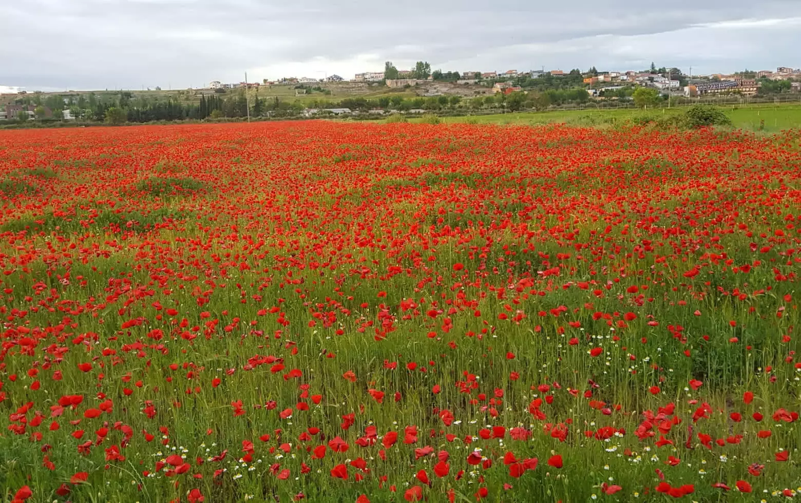 champ de coquelicots