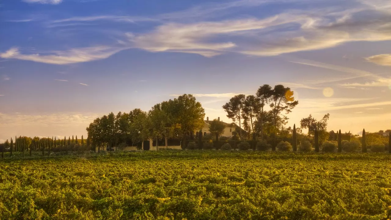 Un dels millors destins d'enoturisme del món és espanyol i practica la viticultura regenerativa