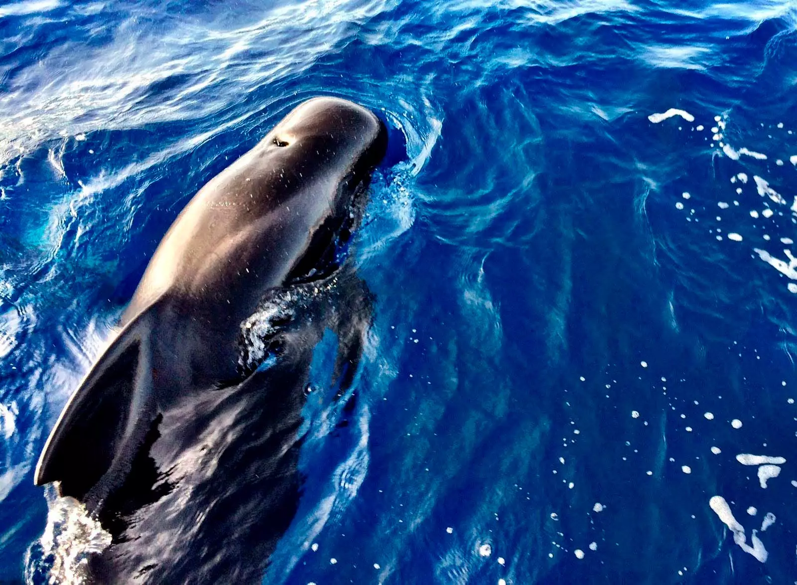 カナリア諸島のクジラ目