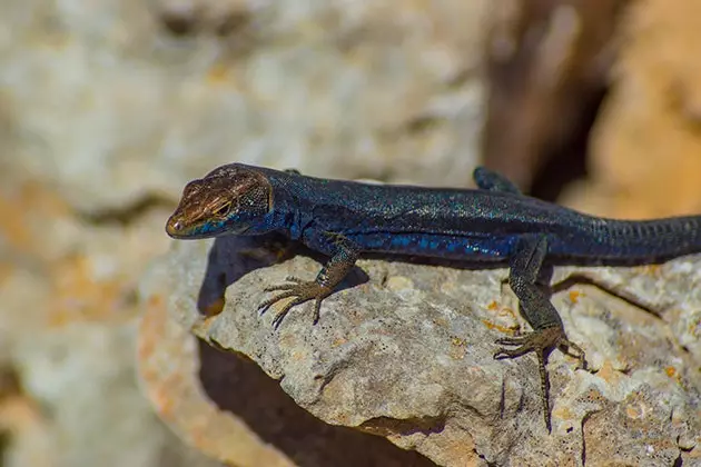 Sargantana သည် Balearic lizard ဖြစ်သည်။