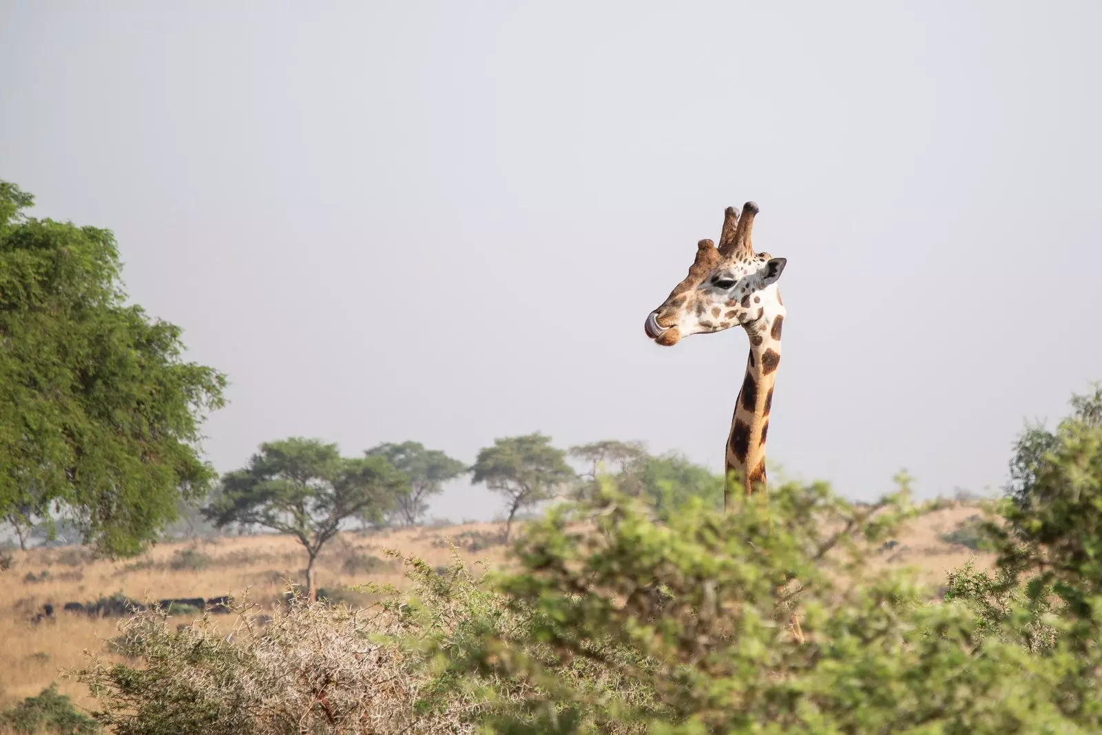 Gíraffi við Murchison Falls