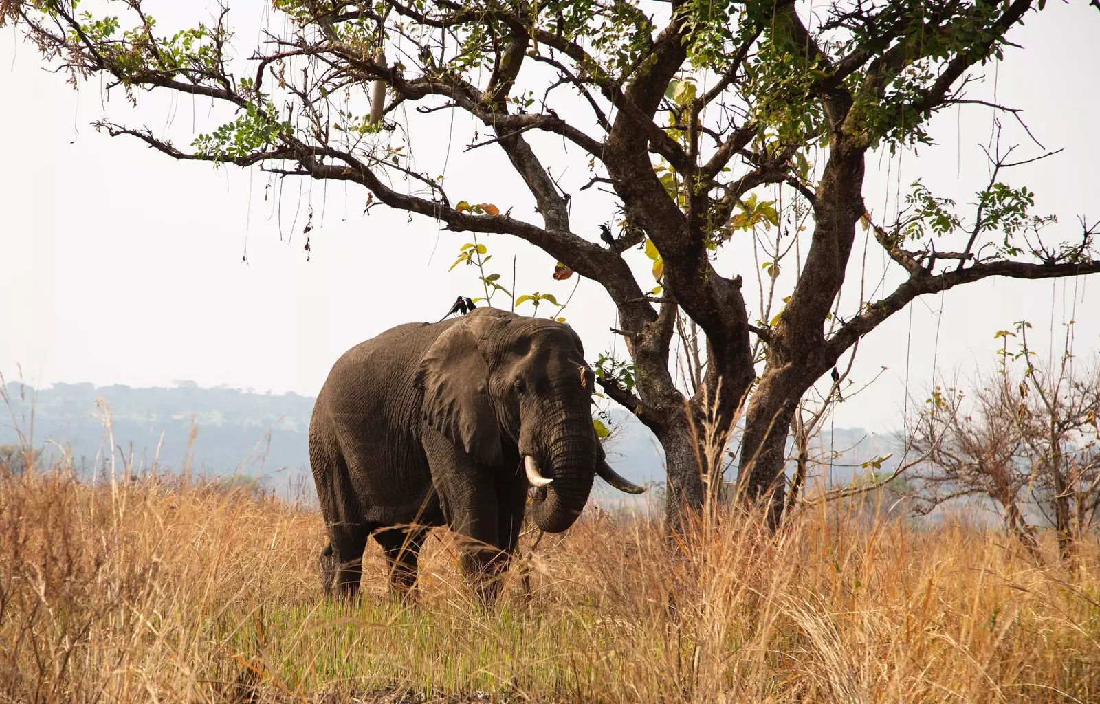 Slon v Murchison Falls