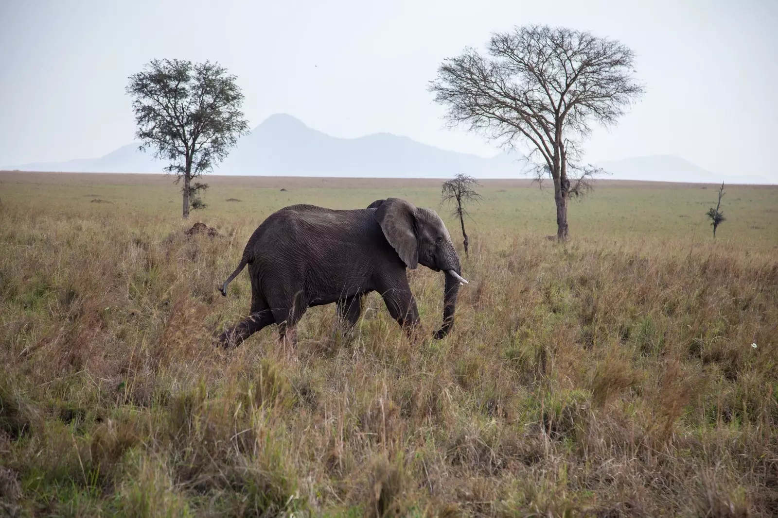 Kidepo un dels parcs ms remots d'Uganda.