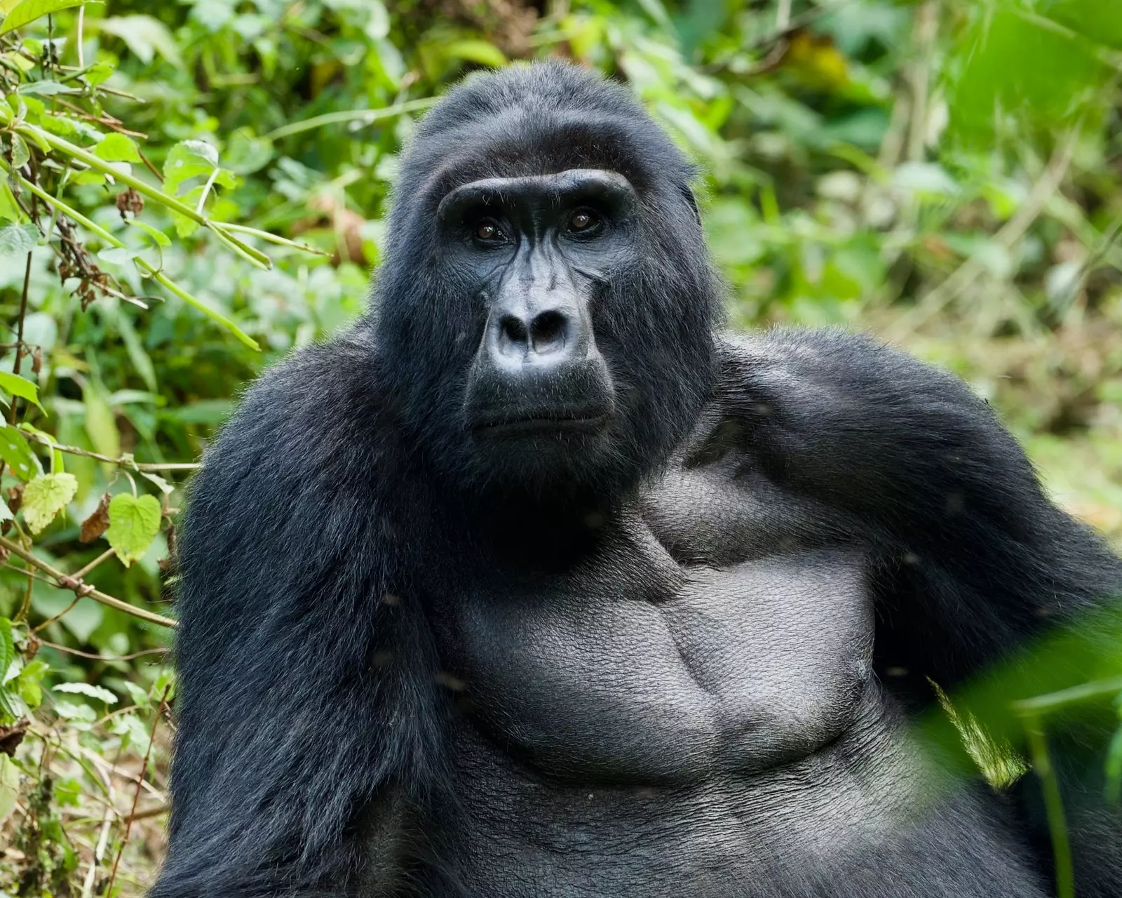 Gorila na floresta impenetrável de Bwindi