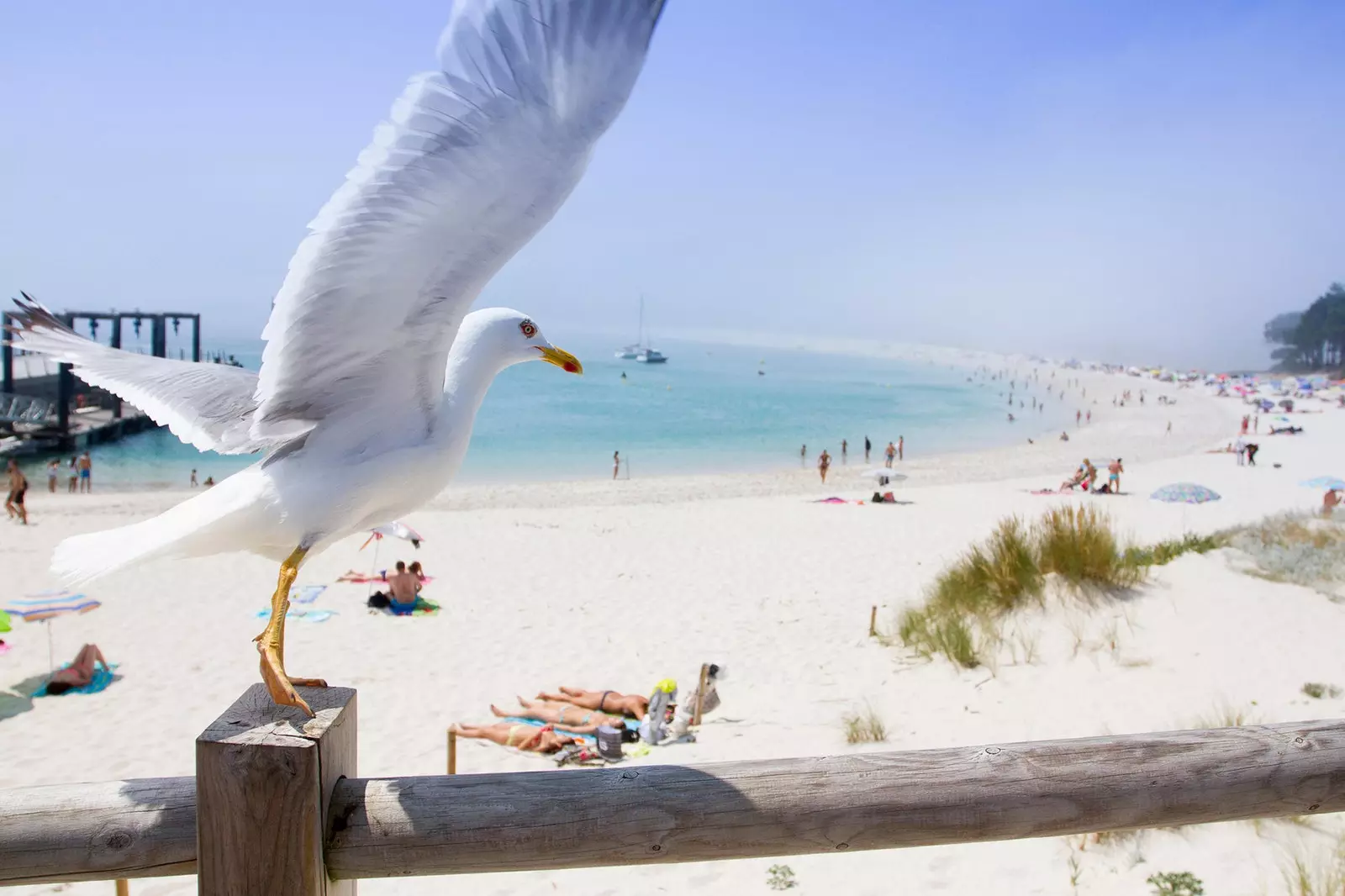 Seagull bersiap untuk serangan di Kepulauan Cíes