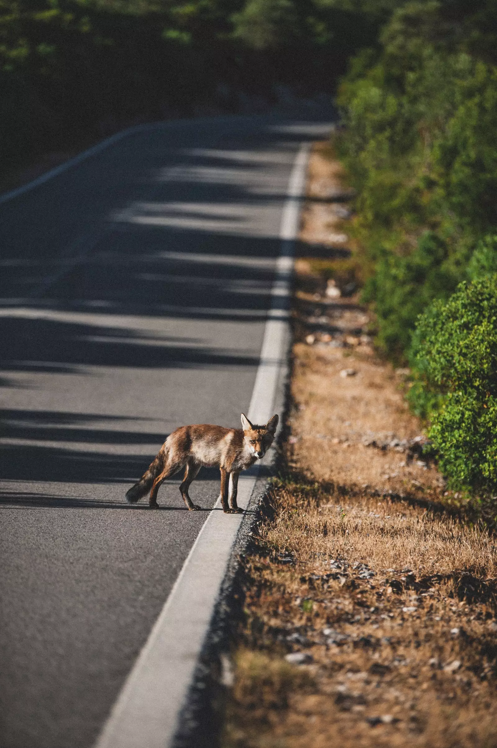 Arrbidanın vəhşi tərəfi