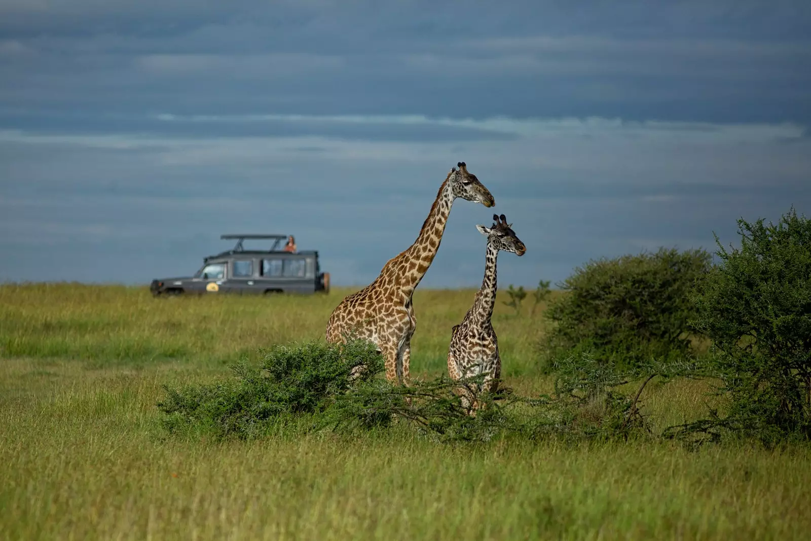 Serengeti အမျိုးသားဥယျာဉ်ရှိ ဆာဖာရီတွင်