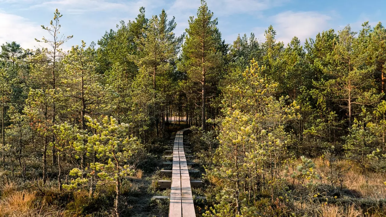 Die neue 2.141 km lange Strecke, die Sie durch die baltischen Wälder führt