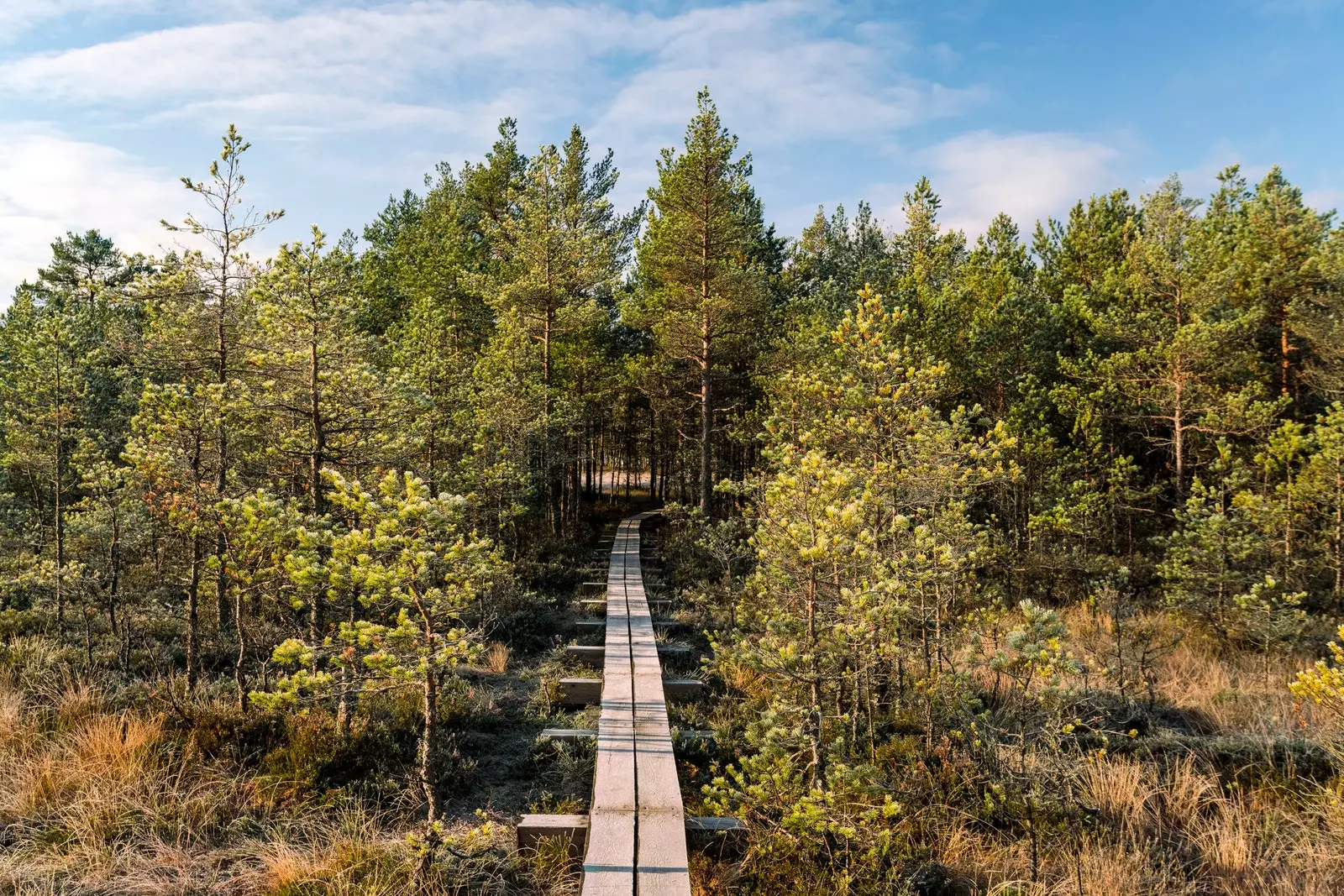 Lahemaa nasjonalpark i Estland.