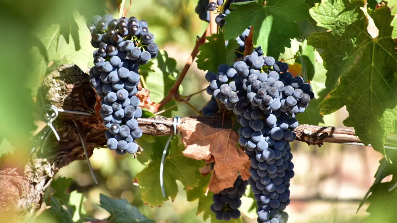 Scaipeann an Wine Train arís idir Maidrid agus Valladolid