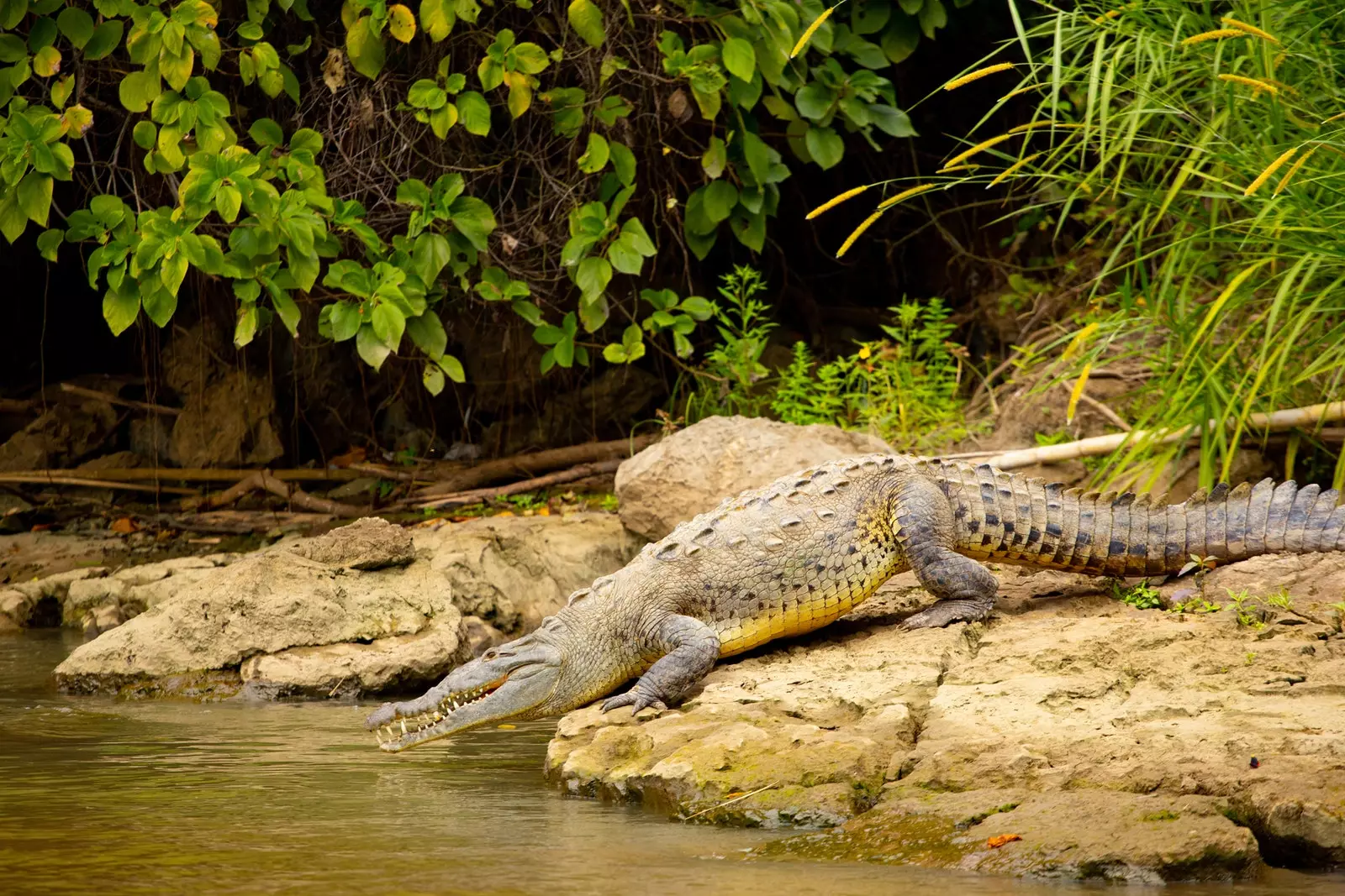 Krokodillen am Sumidero Canyon Chiapas Mexiko.