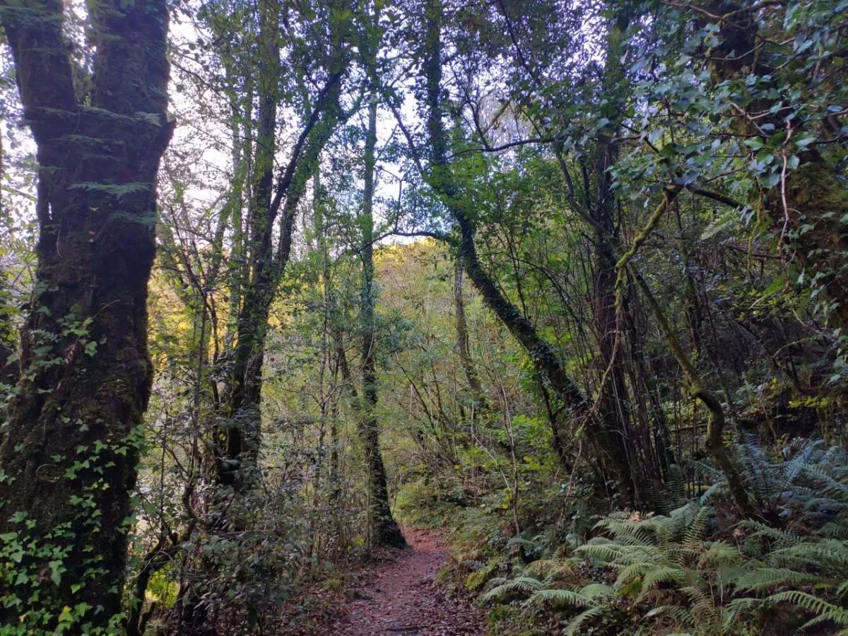 Paden in het natuurpark Fragas do Eume A Coruña Galicië.