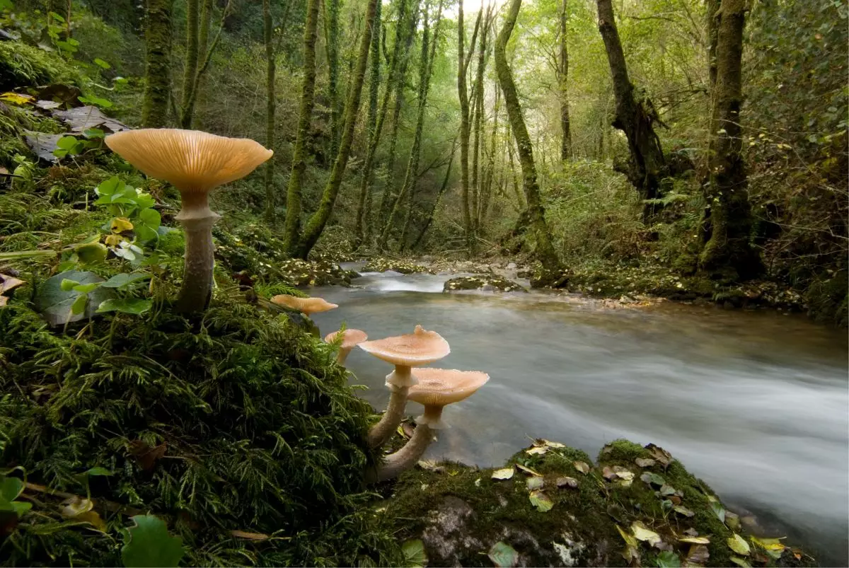 Fragas do Eume naturpark A Coruña Galicia.