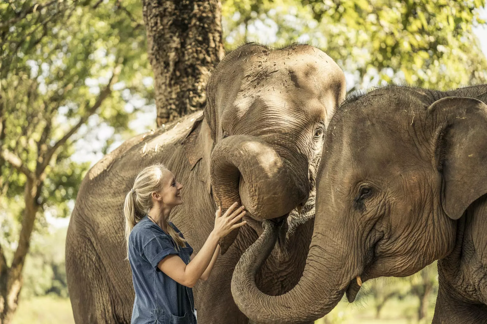 Você pode fazer um passeio nas costas de um elefante, mas apenas no estilo tradicional.