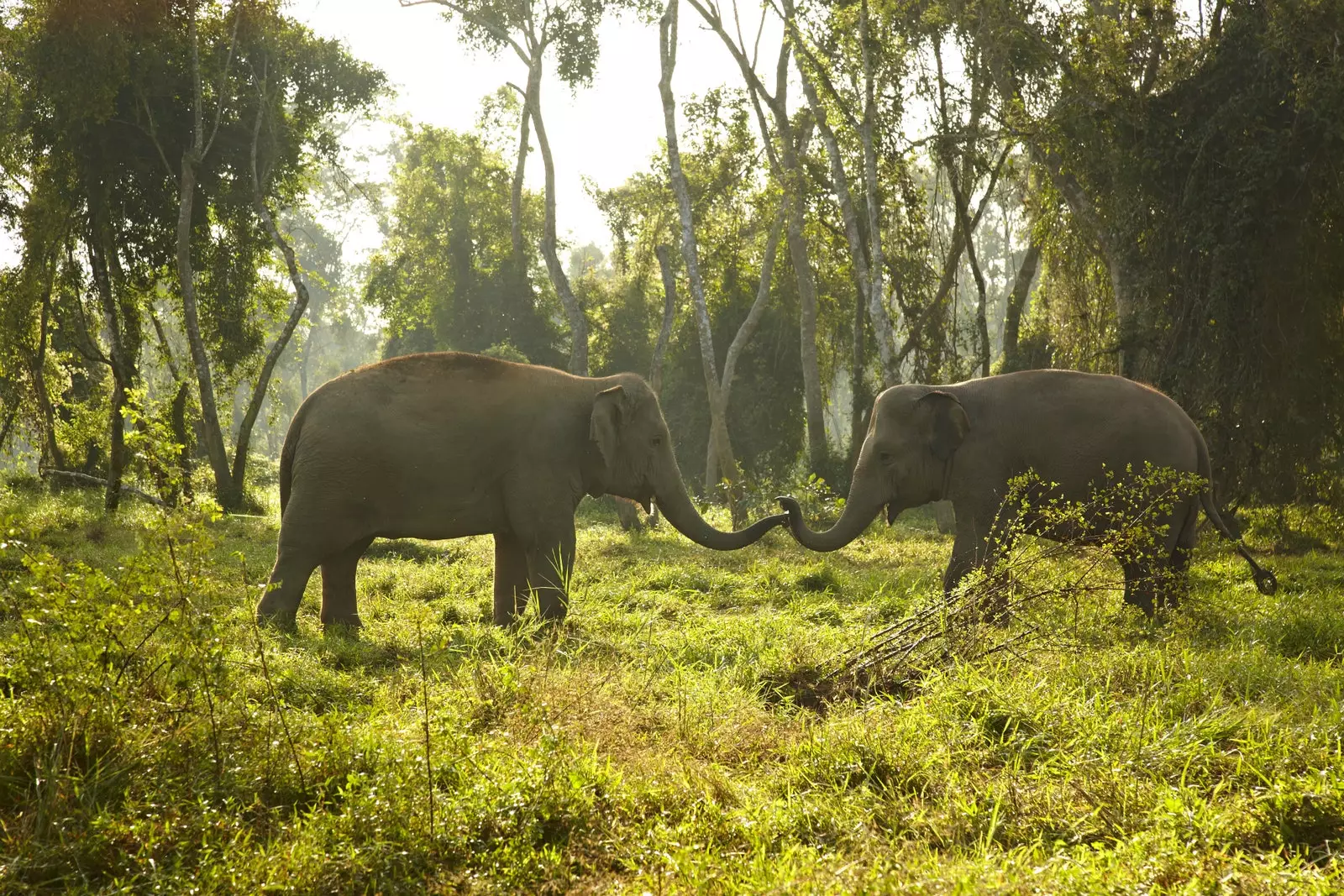 Dua gajah di habitat aslinya.