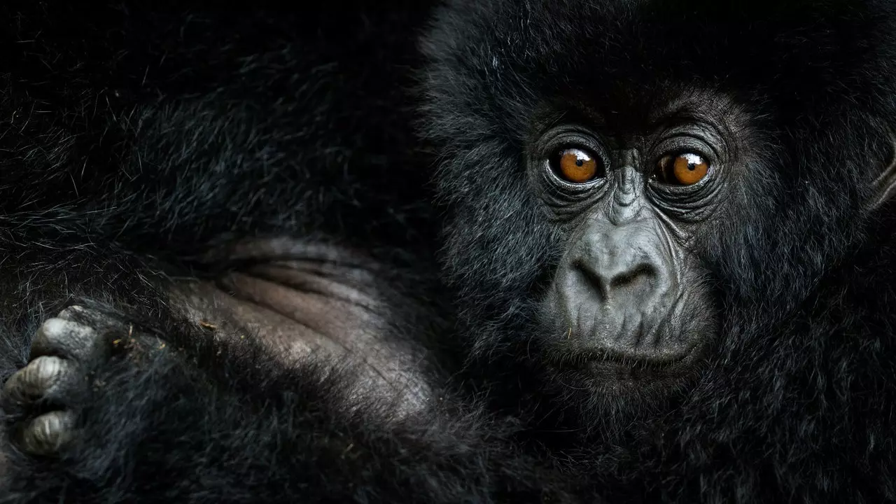 I nuovi "Big 5" della fotografia naturalistica (quelli che dovrebbero essere ripresi solo con la fotocamera)