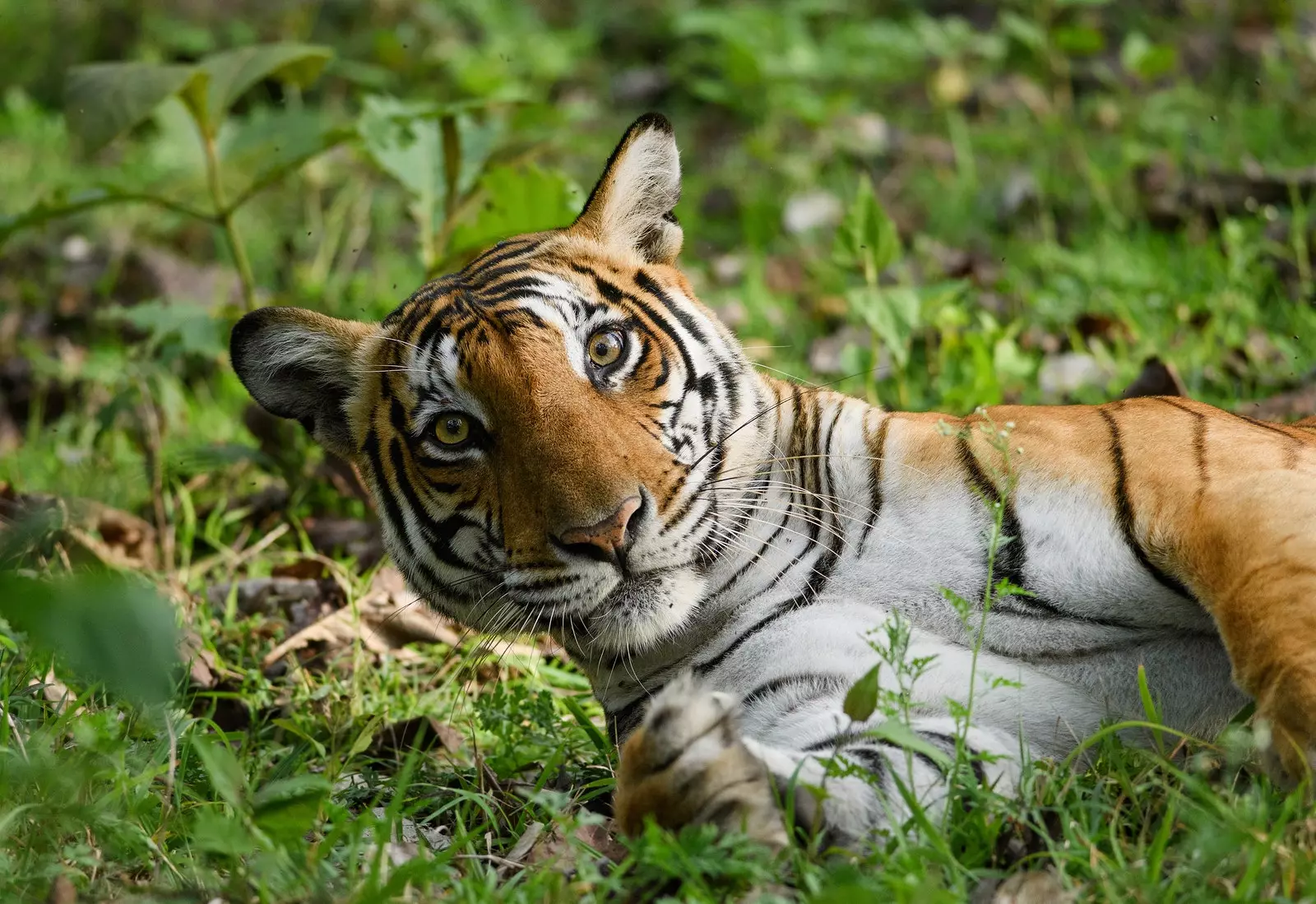 Harimau