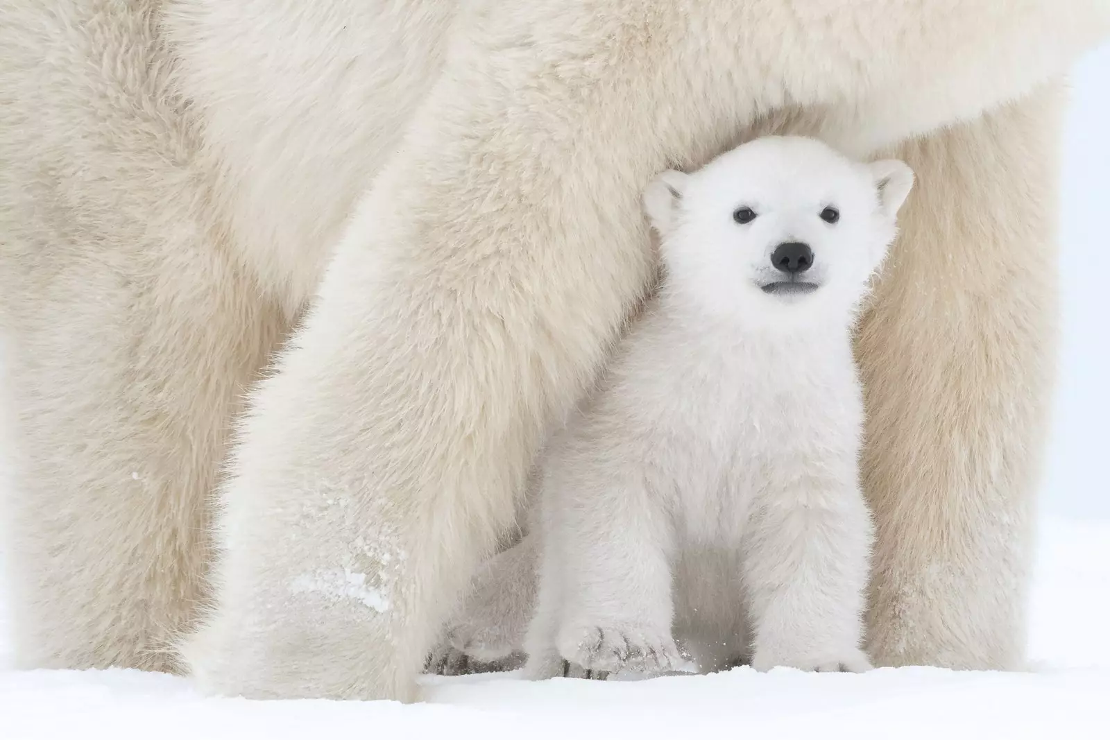 Dubu wa Polar