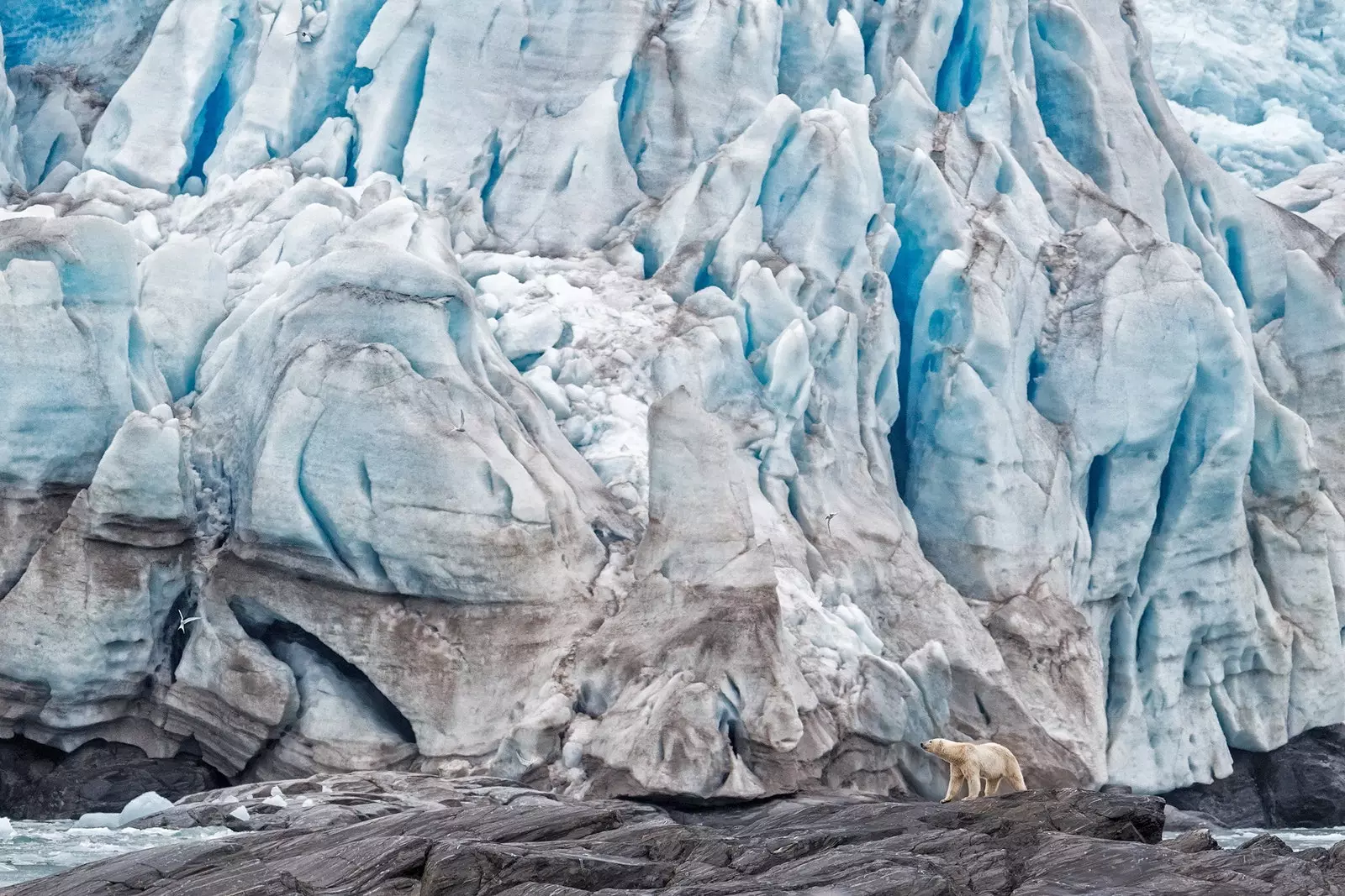 Eisbär