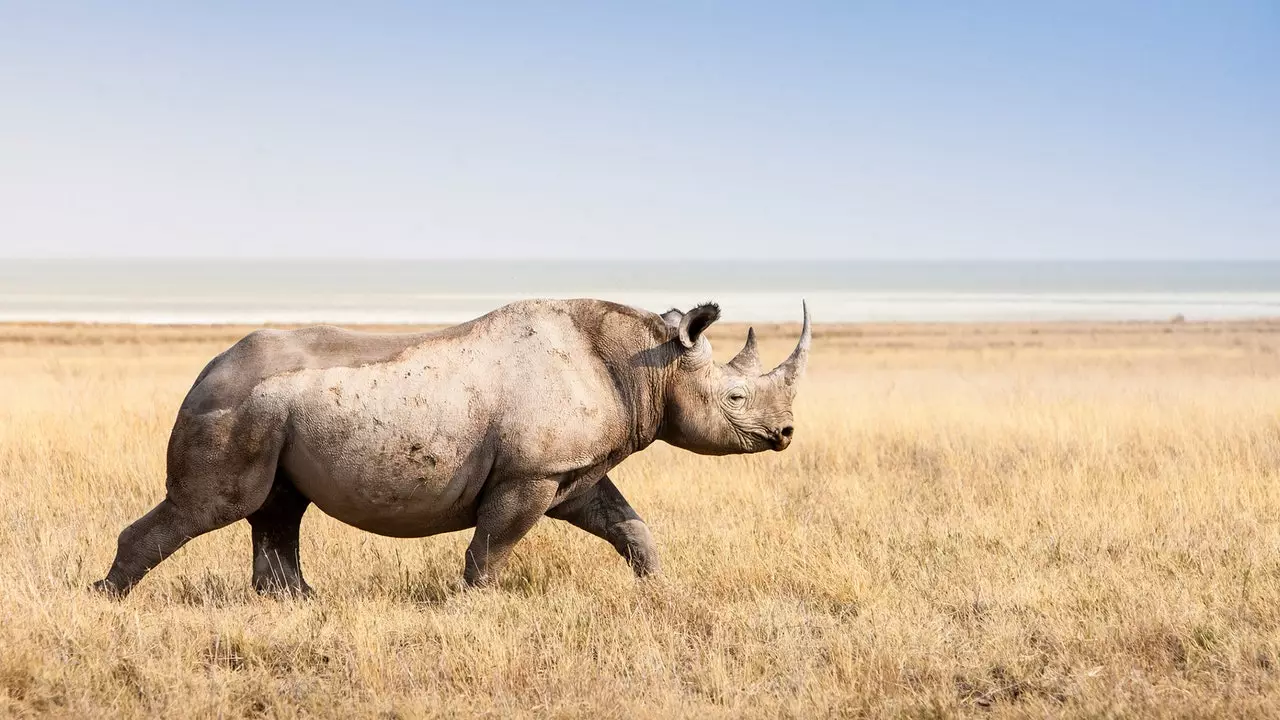 Ecotourism to finance the protection of the last rhinos in Namibia