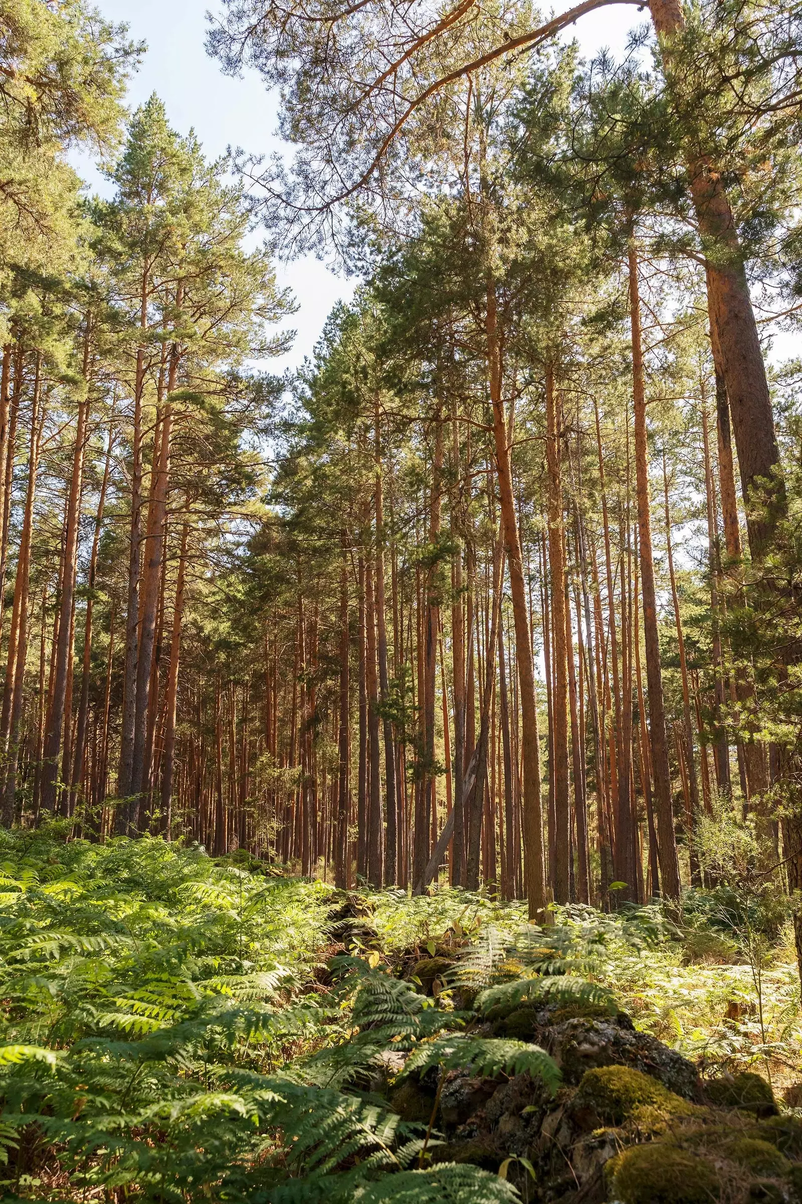 V okolí potoka Angostura