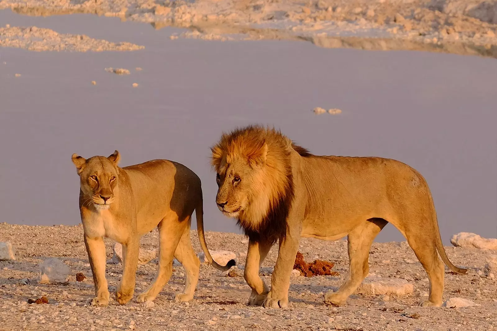 lion and lioness in the savannah