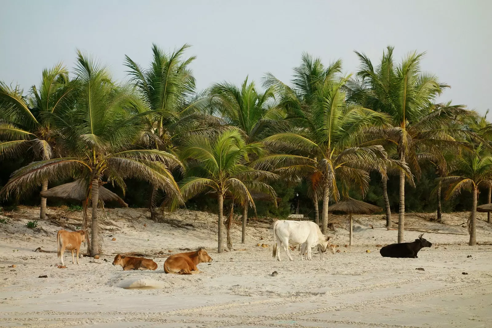 Vaci pe plaja Paradise din Casamance