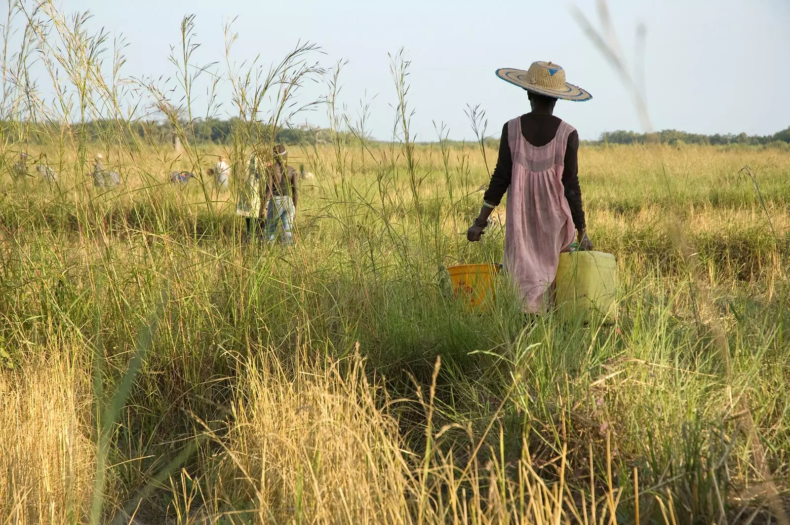 Ryžové plantáže v Casamance