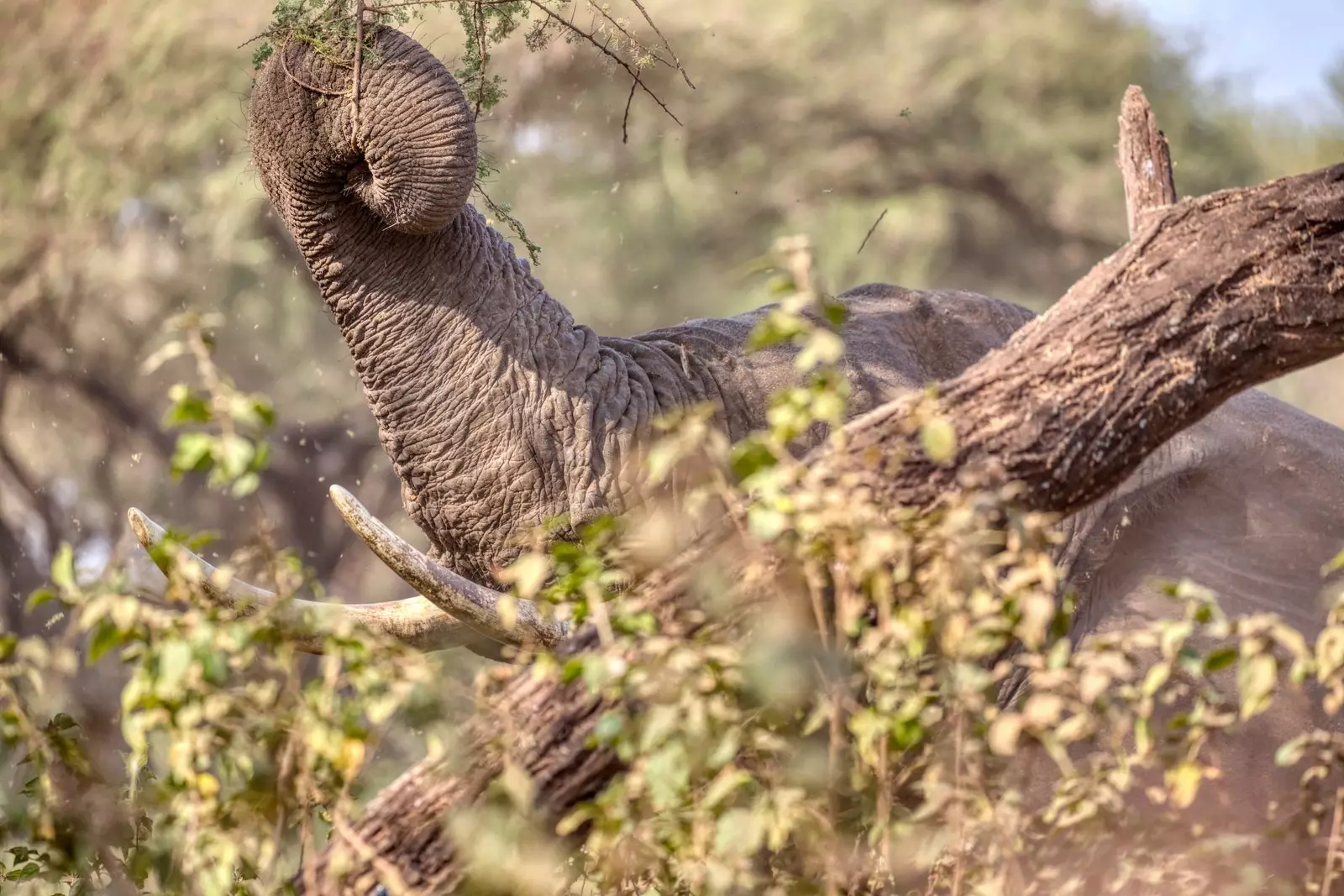 Elefants a Tanzània