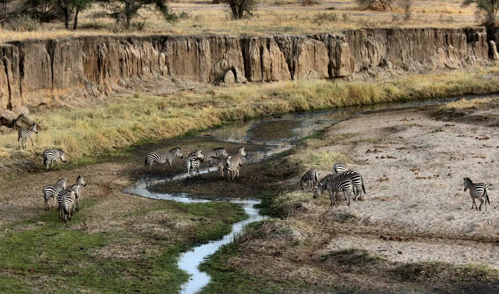 Tarangire nasjonalpark i Tanzania