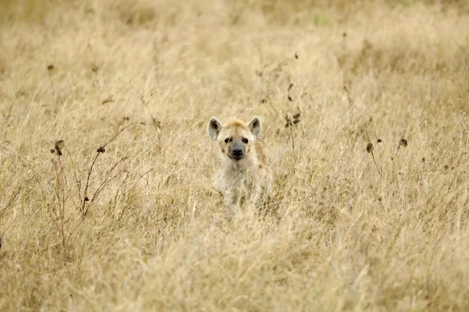 Ngorongoro craterul în care s-a născut viața