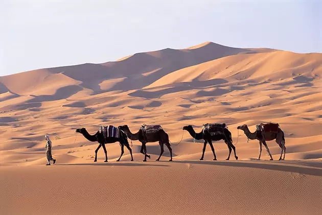 Id-Dromedaries huma bħal żwiemel maħdumin ħażin