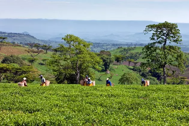 Nandi တောင်များတွင် လက်ဖက်စိုက်ခင်းများ