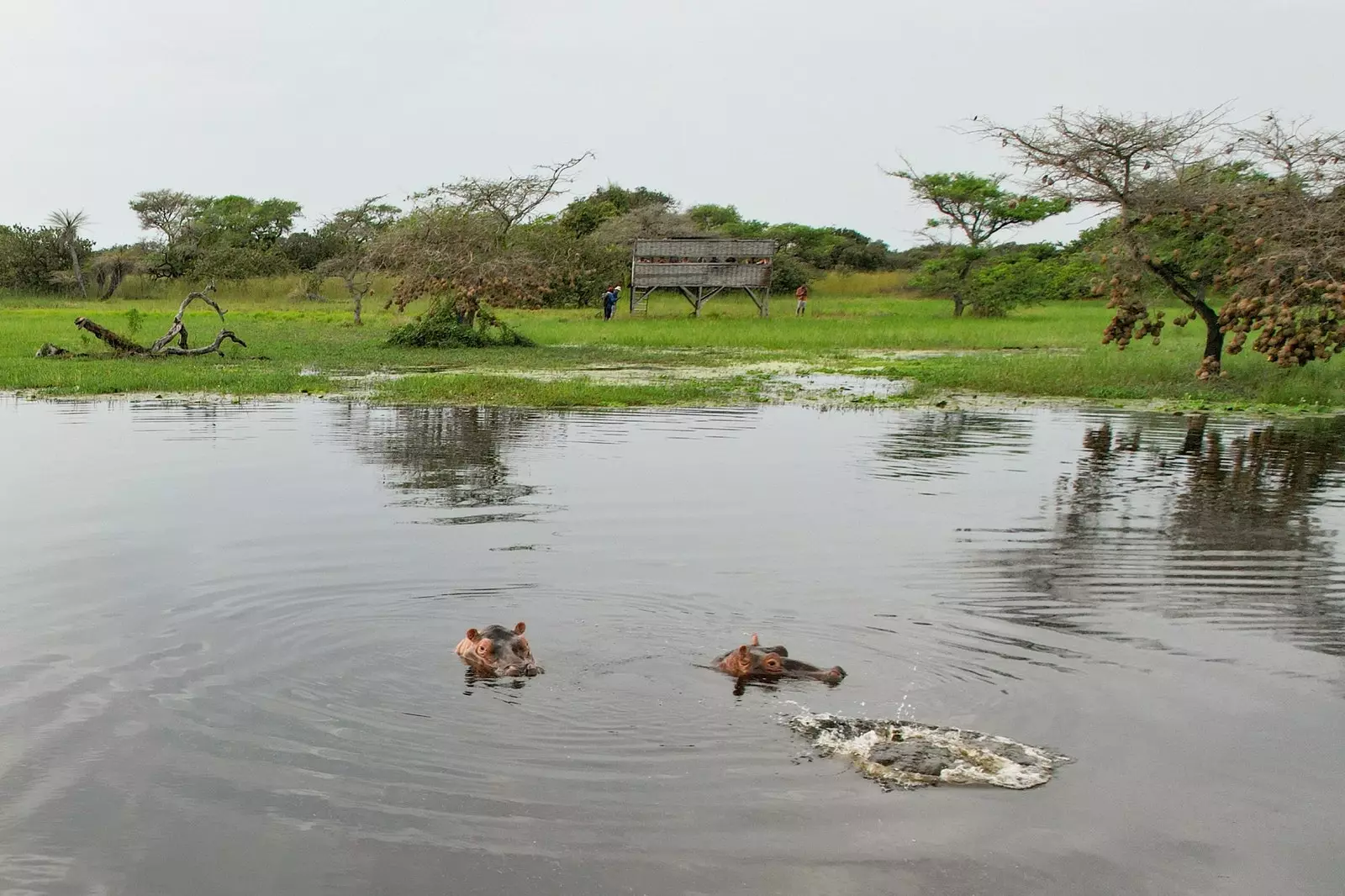 Flusspferde in den Lagunen von Anor.