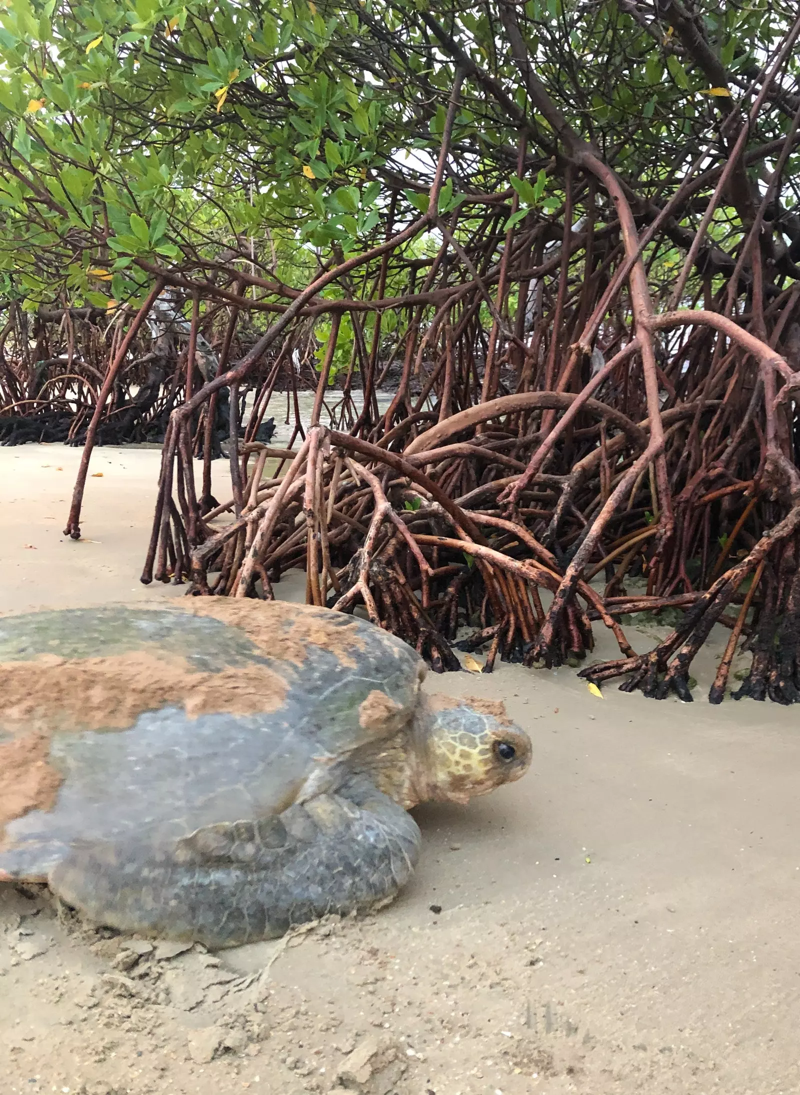 Tortuga marina a l'illa de Poilao.