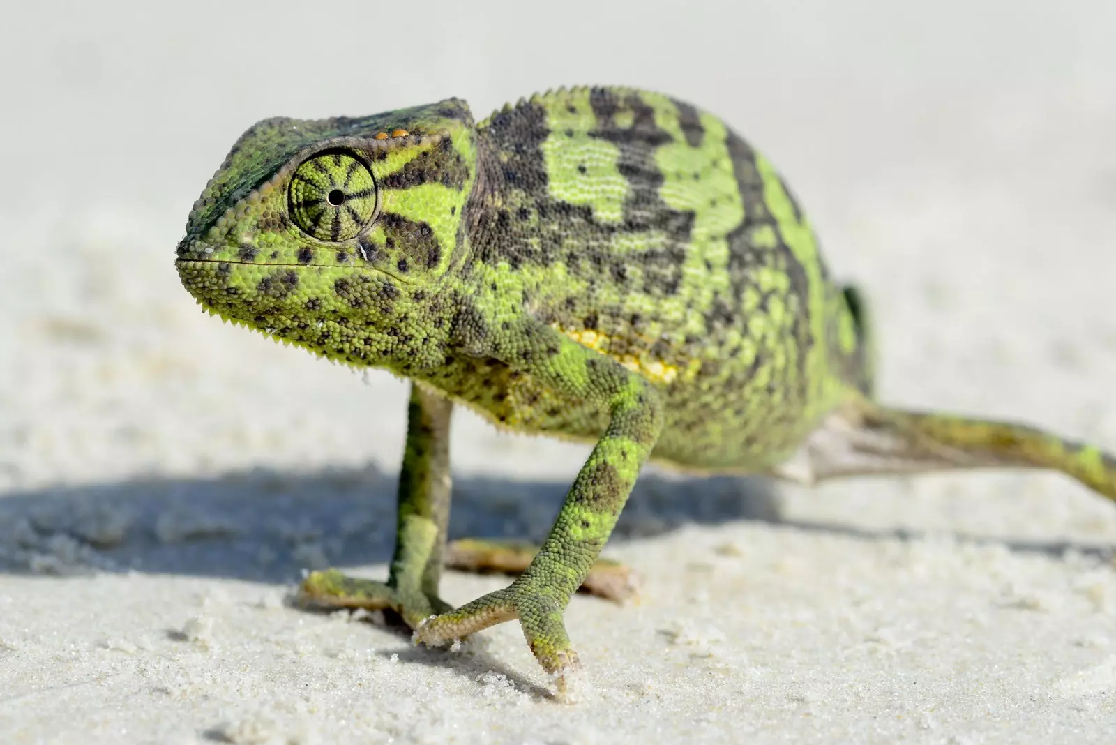 Kameleon i Orango nasjonalpark.