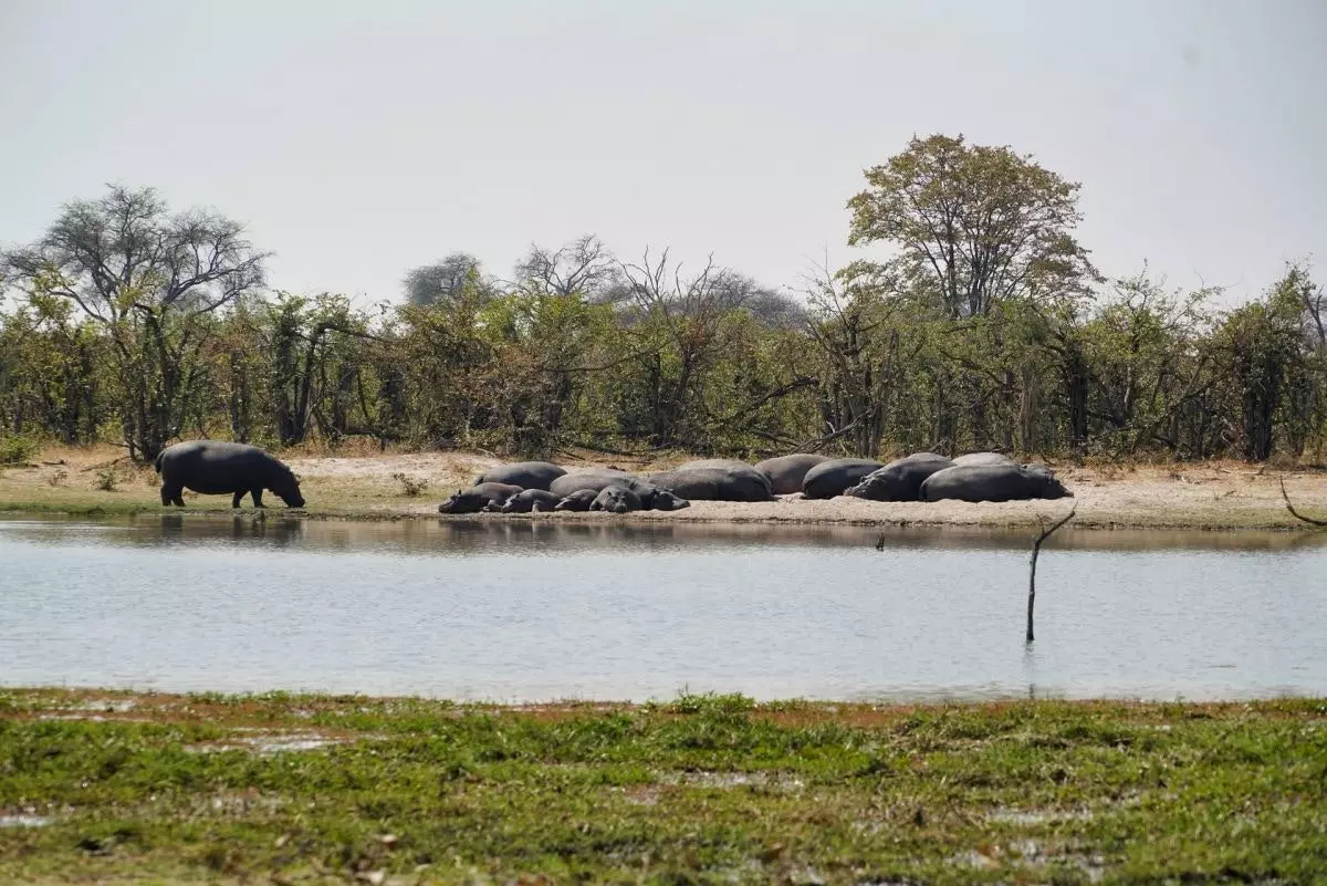 Okavango deltasi Botsvana.