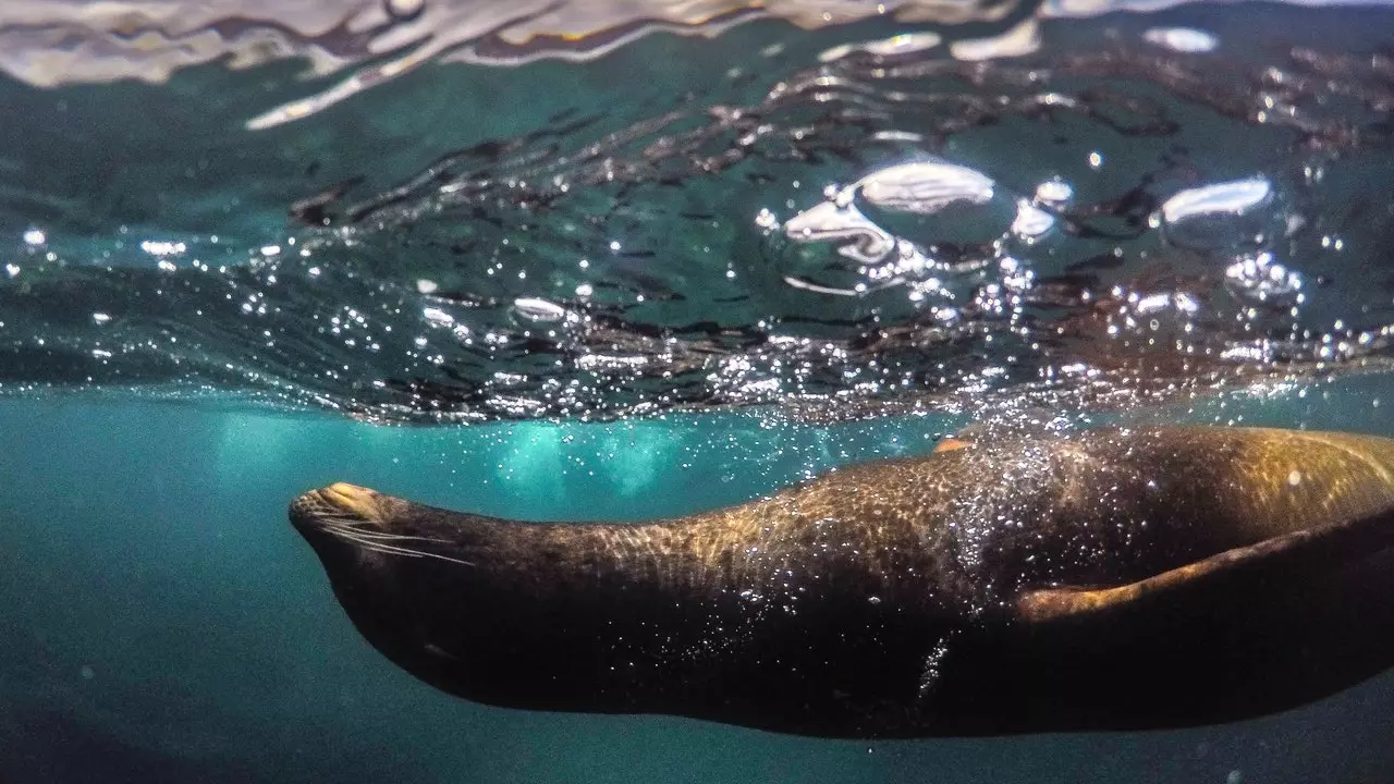 Ecuador sẽ mở rộng Khu bảo tồn biển Galapagos