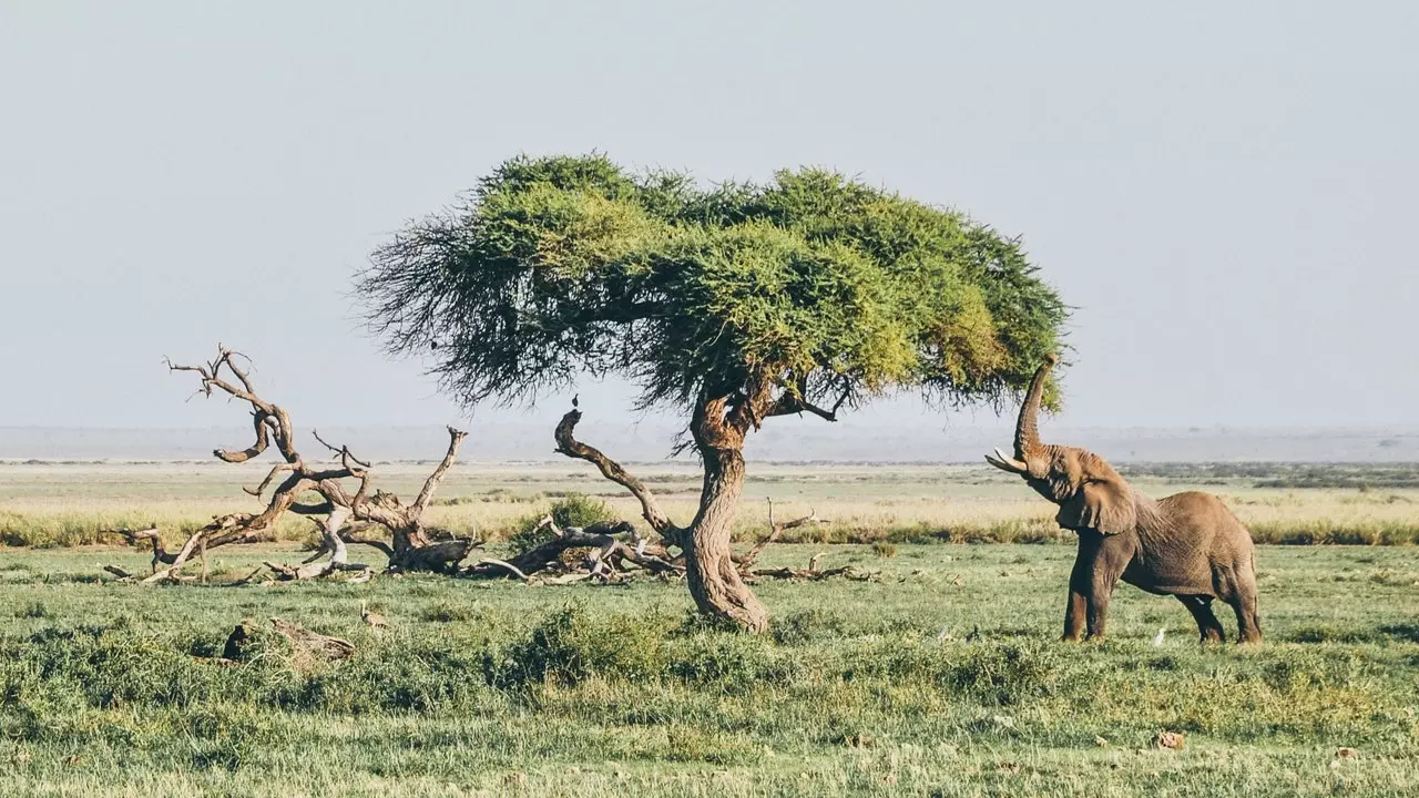 Matumbo oder wéi Dir duerch e gutt Buch an d'Darm vum Kenia reest