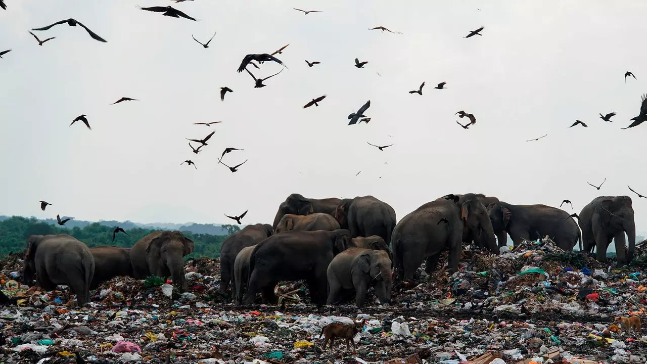 プラスチックを食べるゾウ、恐ろしい現実を示す賞を受賞した写真