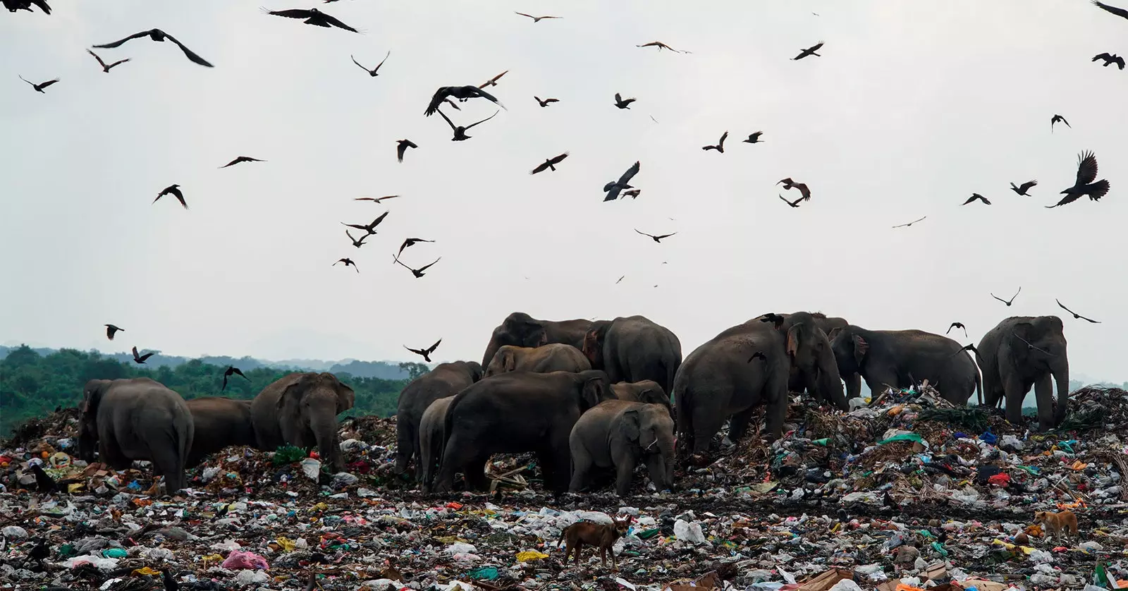 Photo elephants eating from garbage can