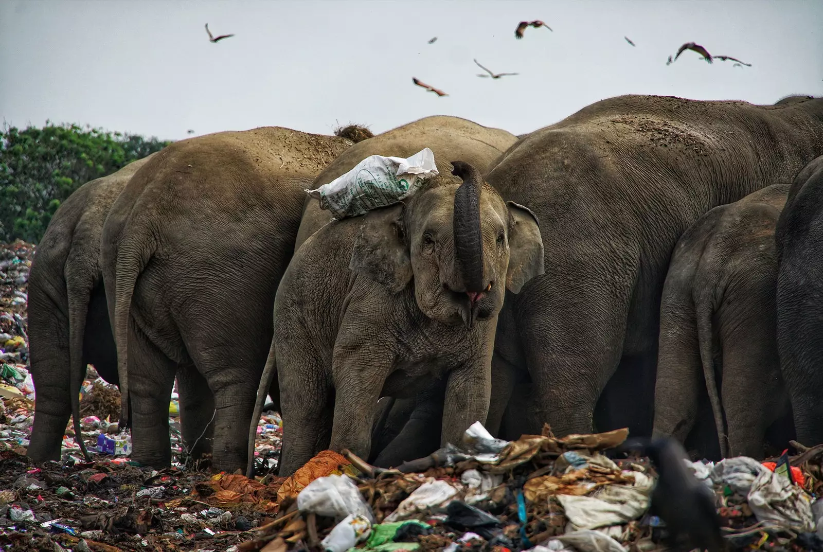 Photo elephants eating from garbage can