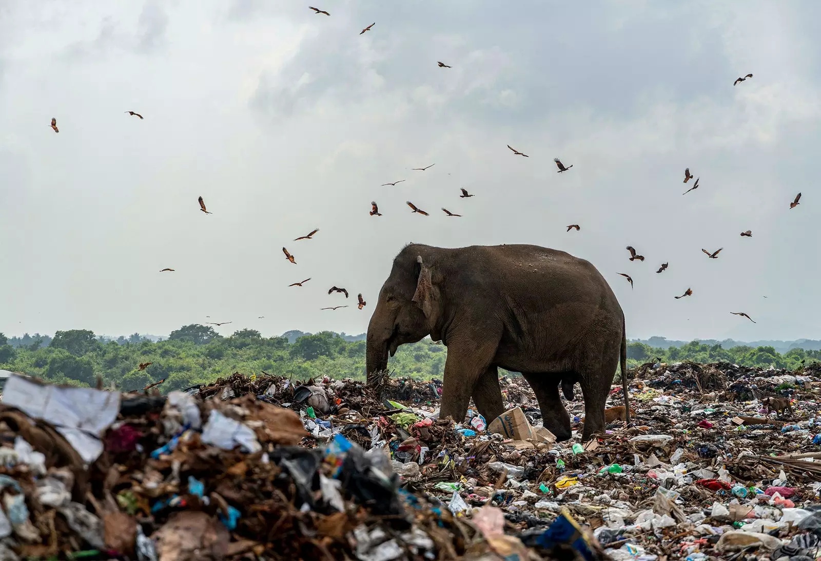 Photo elephants eating from garbage can