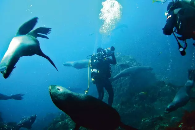 Diving with sea lions