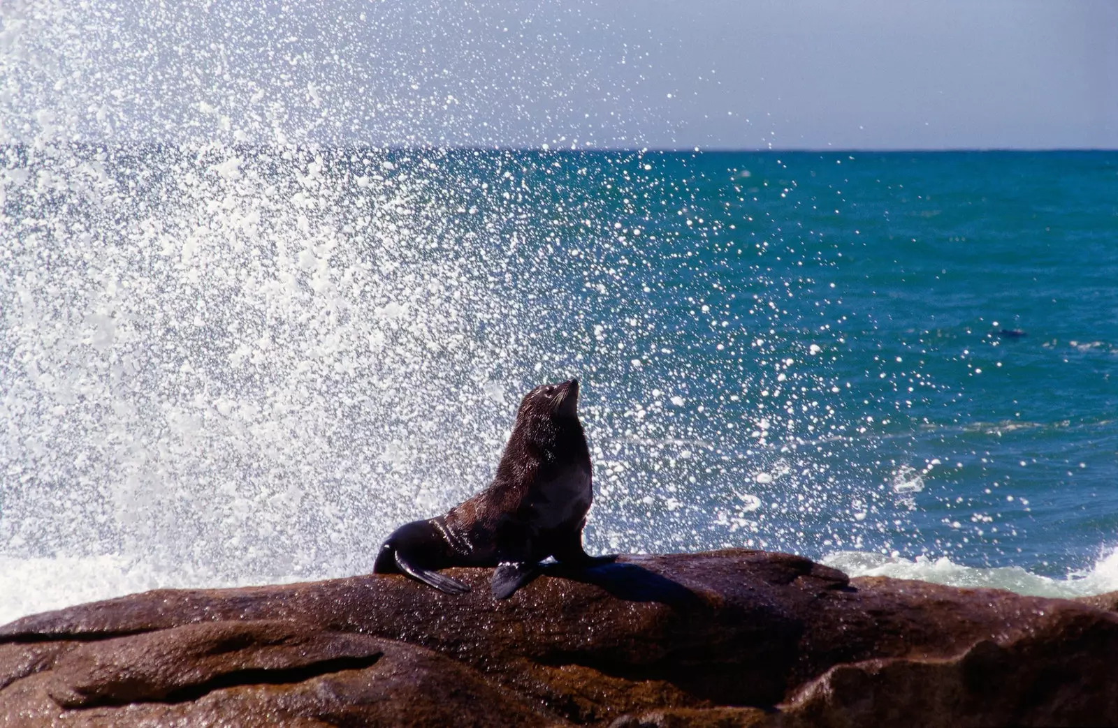 The sea lions are the true kings of Cabo Polonio