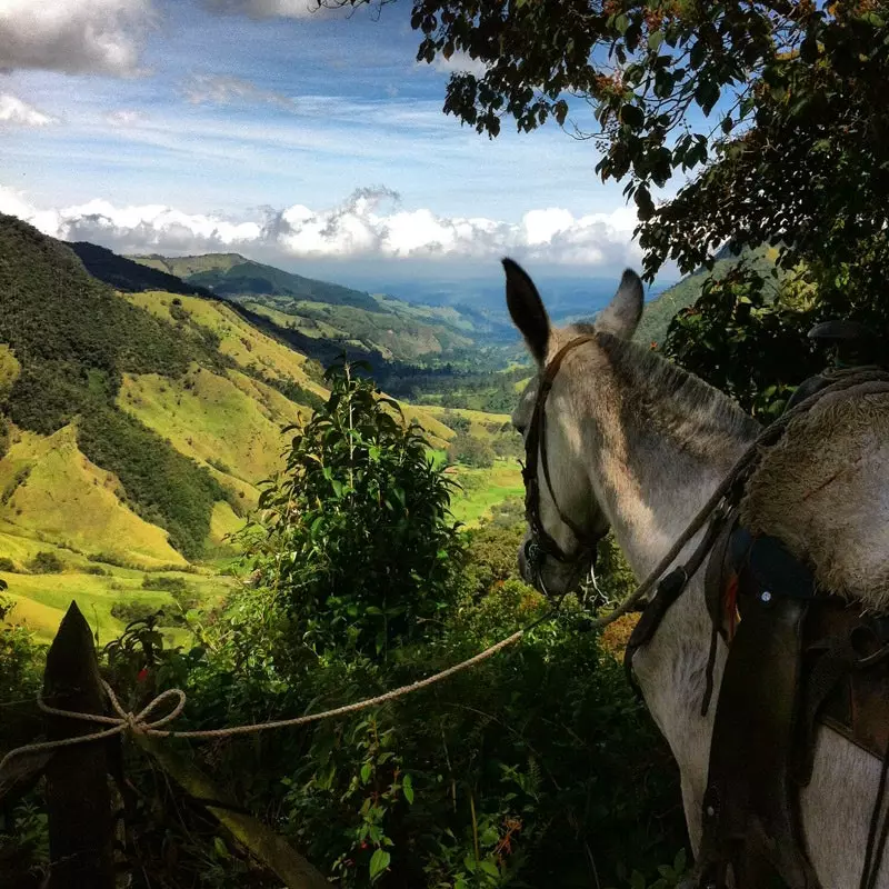 De koffieregio van Colombia unieke scenario's in de wereld