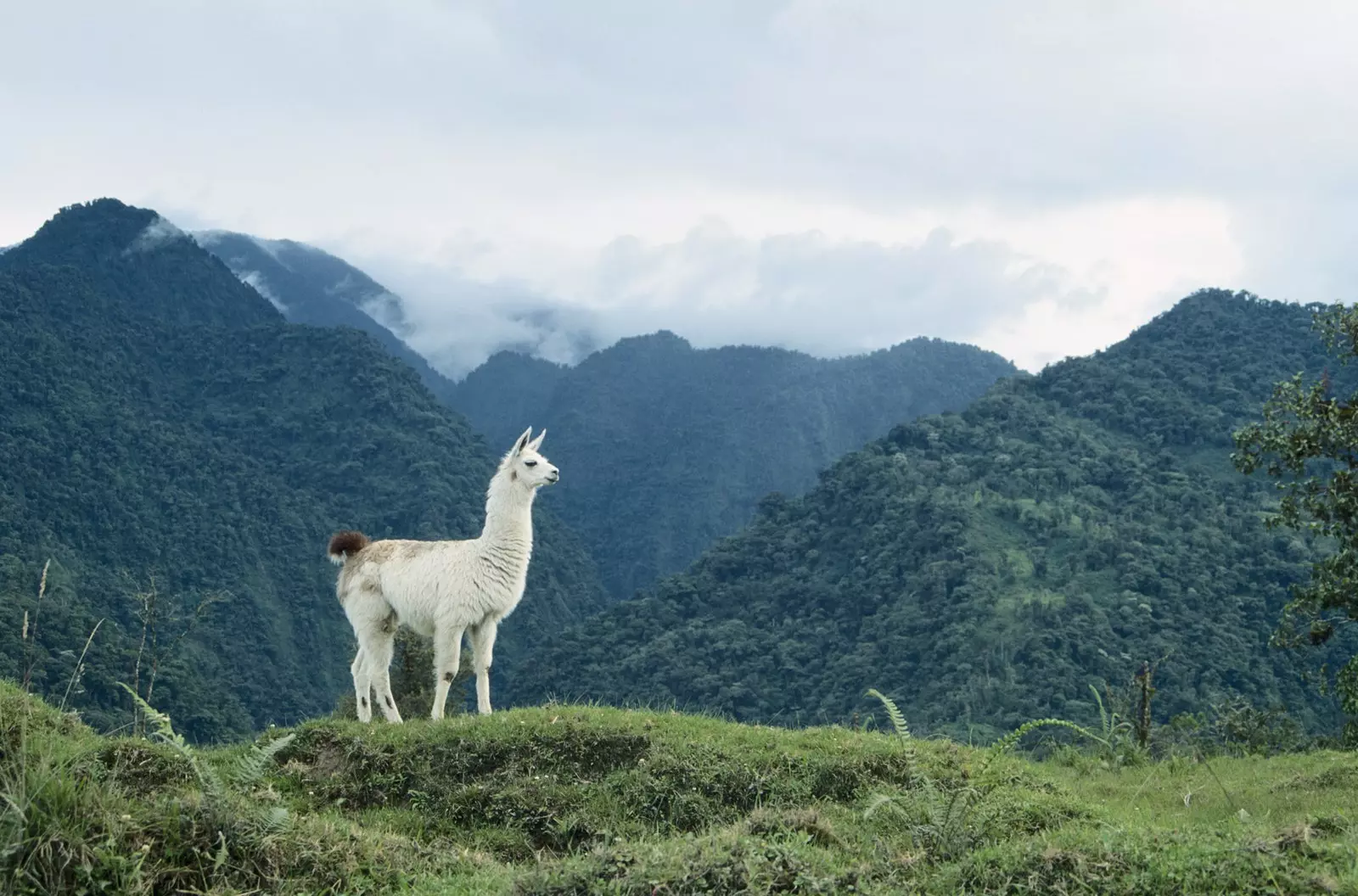 Ecuador